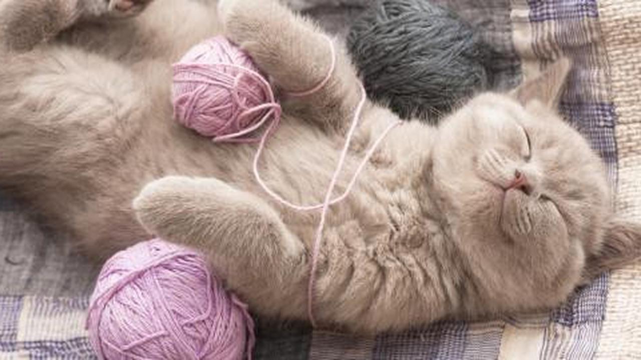 Kenapa kucing mendengkur?