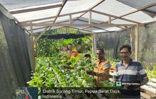 Fakta Unik: Atasi Keterbatasan Lahan, Pemkot Genjot Pertanian Hidroponik Sorong untuk Ketahanan Pangan