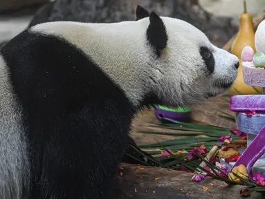 Panda raksasa bernama Shunshun menikmati kue ulang tahun di Taman Margasatwa dan Kebun Raya Tropis Hainan di Haikou, Provinsi Hainan, China selatan, pada 27 Agustus 2020. Taman tersebut mengadakan perayaan ulang tahun ketujuh untuk dua panda raksasa pada Kamis (27/8). (Xinhua/Pu Xiaoxu)