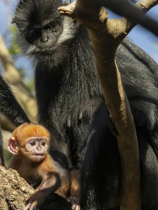 Gambar yang diambil pada 2 Oktober 2019 memperlihatkan monyet jantan jenis Francois Langur yang baru lahir berada di dekat induknya di Kebun Binatang Taronga, Sydney. Salah satu bayi monyet paling langka di dunia itu biasanya lahir dengan rambut oranye terang. (Rick Stevens/TARONGA ZOO/AFP)