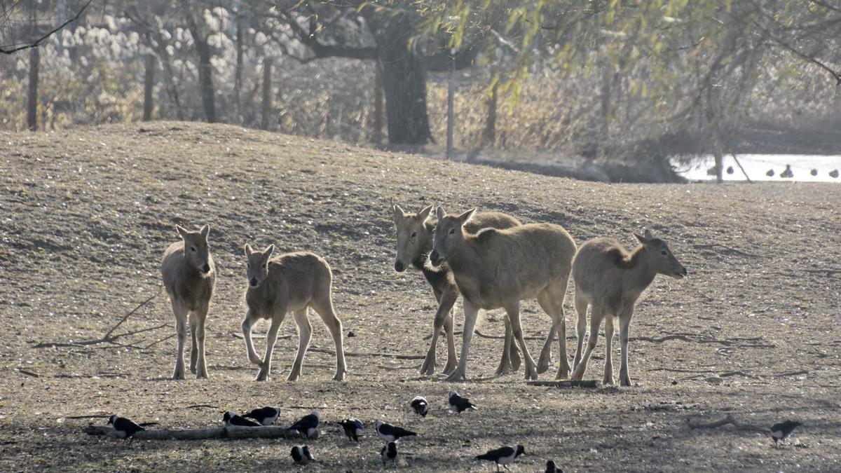 The Future of Mammals: Predicting Earth's Climate Change and its Impact