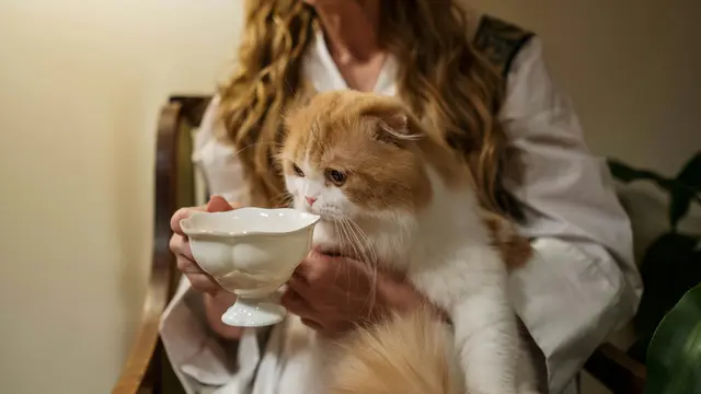 Mitos atau Fakta: Kucing Tidak Suka Minum? Fakta Penting untuk Pemilik Anabul