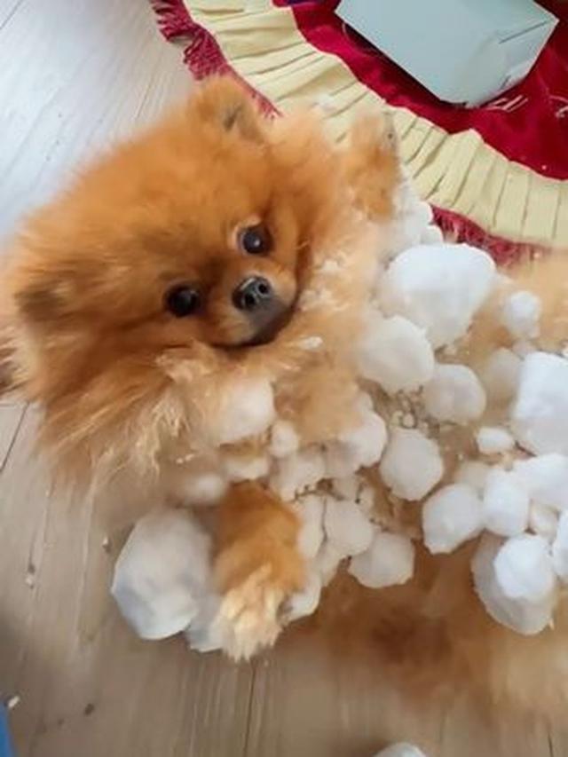 Anjing Jadi Bola Salju