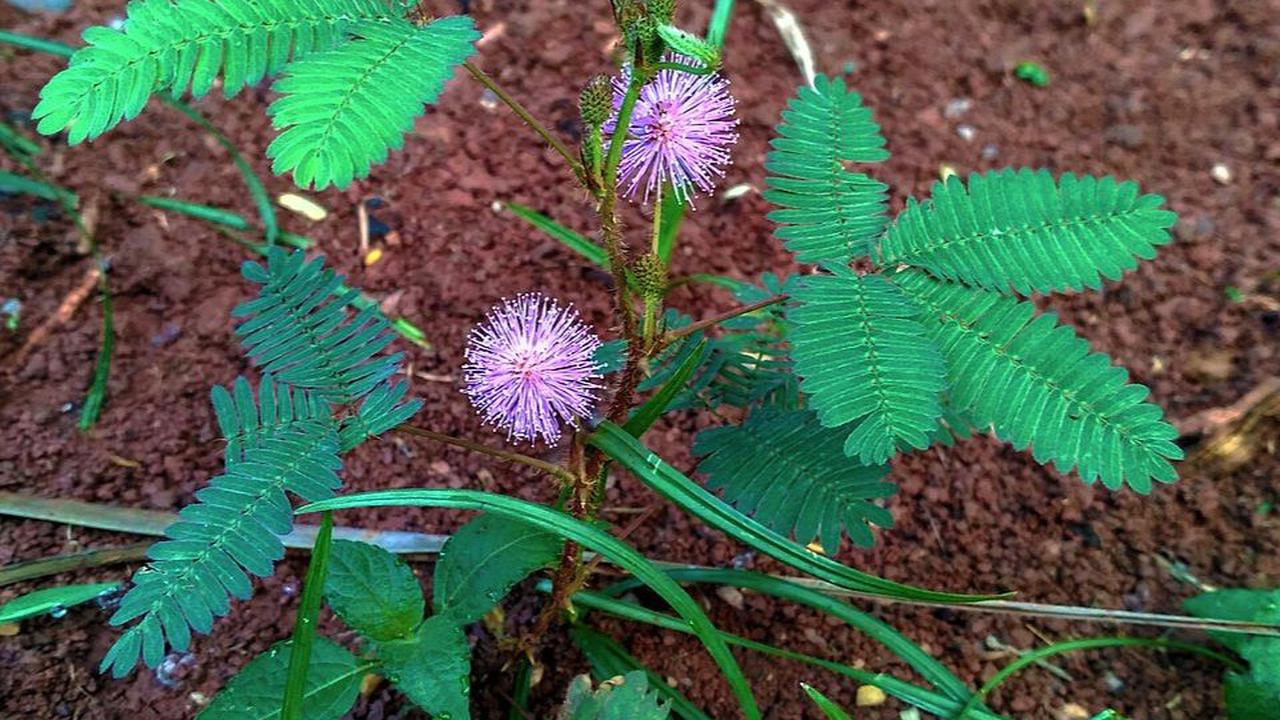 11. Daun Putri Malu