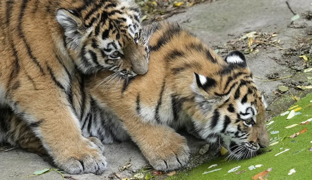 Harimau Siberia kecil Kasimir dan Kalinka bermain bersama di kebun binatang di Duisburg, Jerman, Senin (25/10/2021). Anak harimau kembar lahir pada bulan Mei dan menikmati musim gugur pertama mereka di kandang dekat dengan alam di kebun binatang . (AP Photo/Martin Meissner)