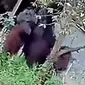 Video orangutan berukuran setinggi rumah masuk ke permukiman warga viral di media sosial. (Liputan6.com/ Dok Ist)