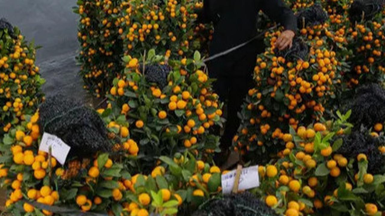 8 Pohon Buah yang Cepat Berbuah, Cocok untuk Kebun Rumah Anda