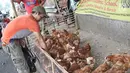 Pedagang memberi makan ayam di kawasan jalan raya Bogor KM 32, Depok, Selasa (12/6). Menjelang perayaan Idul Fitri 1439 H, para pedagang ayam dan entok mulai memadati pinggir jalan raya Bogor KM 32. (Liputan6.com/Herman Zakharia)