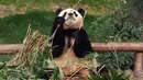 Fu Bao adalah seekor panda raksasa betina yang lahir di taman hiburan Everland, Korea Selatan. (Chung Sung-Jun/POOL/AFP)