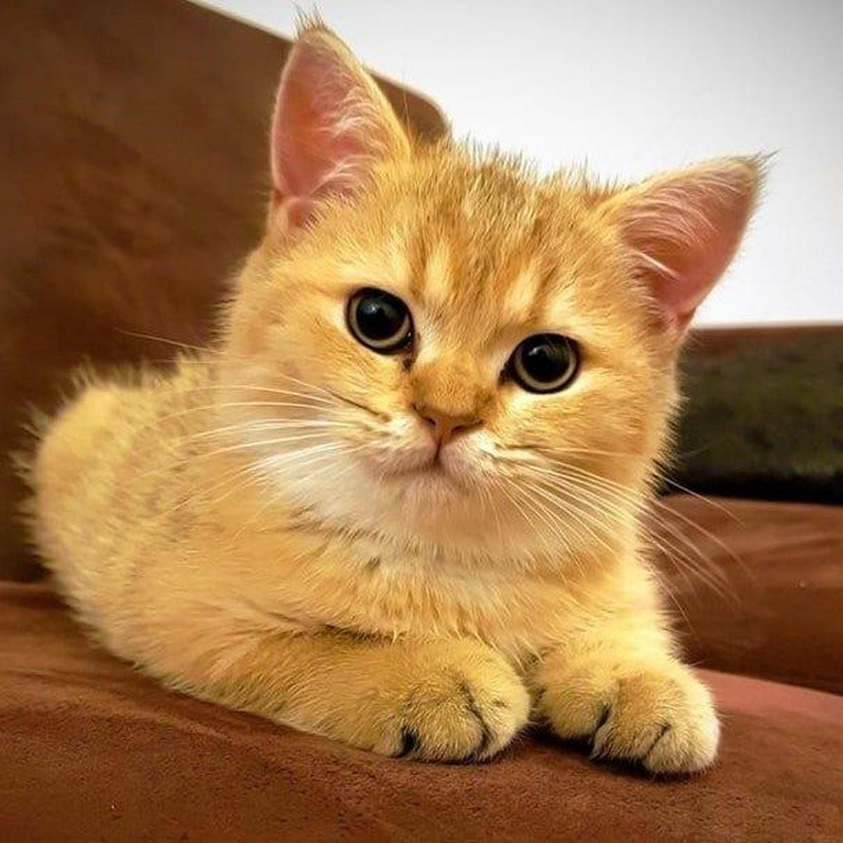 Ilustrasi Kucing Moggy