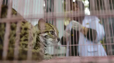 Macan akar atau kucing hutan hasil sitaan berada dalam kandang Balai Konservasi Sumber Daya Alam (BKSDA) Aceh di Banda Aceh, Kamis (26/9/2019). BKSDA Aceh menyita macan akar, burung elang tikus dan rangkong badak yang merupakan satwa langka dan dilindungi peliharaan warga. (CHAIDEER MAHYUDDIN/AFP)