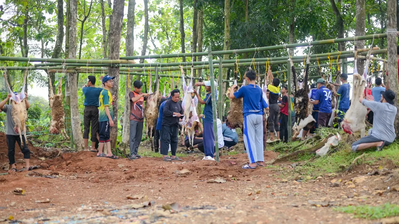 Lembaga Amil Zakat Nasional (Laznas) Darunnajah menyalurkan ratusan hewan kurban ke wilayah-wilayah tertinggal dalam rangka Iduladha 1446 H.