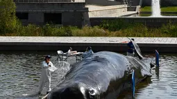 Ilmuwan palsu menuangkan air pada patung paus sperma berbahan fiberglass di sungai Manzanares, Madrid, 14 September 2018. Patung paus itu merupakan instalasi seni bagian dari program budaya untuk musim gugur di Madrid. (AFP Photo/GABRIEL BOUYS)