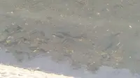 Pemprov DKI Gelar Operasi Tangkap Ikan Sapu-Sapu Serentak Besok Jumat 17 April 2026, Ini Titiknya