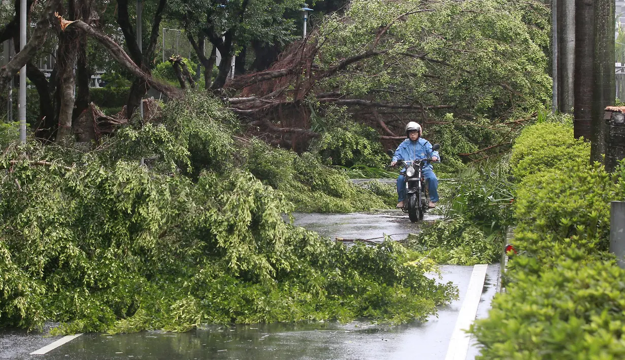 Seorang pengendara motor berada diantara pohon-pohon yang tumbang akibat angin kencang Topan Soudelor di Taipei, Taiwan, (8/8/2015). Empat orang tewas akibat peristiwa angin kencang Topan Soudelor dan hujan deras.  (REUTERS/Pichi Chuang)