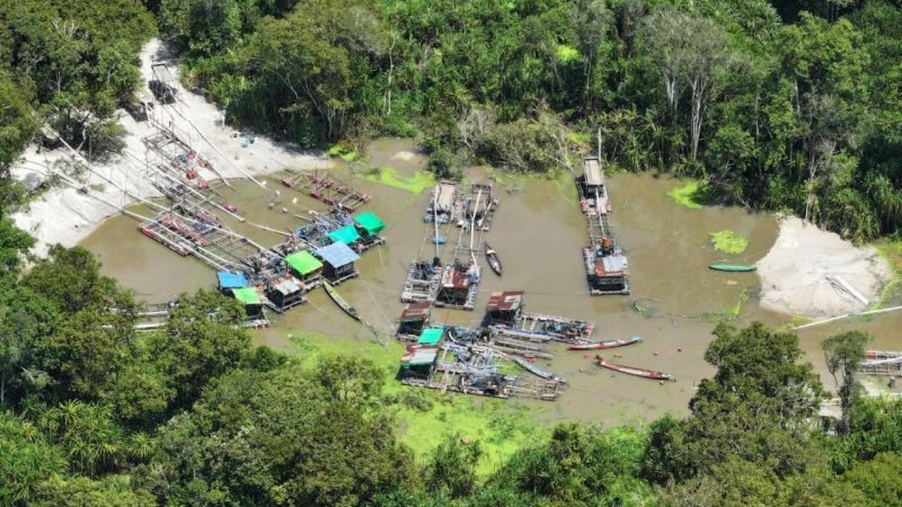 Kemenhut Amankan 12 Penambang Emas Ilegal Tanjung Puting, Diduga Penyebab Kematian Orang Utan