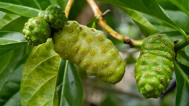 Manfaat Buah Mengkudu untuk Menjaga Kolesterol dan Kesehatan Tubuh