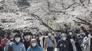 Orang-orang yang memakai masker berjalan di bawah bunga sakura di Tokyo, Selasa (23/3/2021). Mendekati musim semi dan mekarnya bunga sakura, banyak pemerintah daerah yang terus meminta warganya untuk tidak mengadakan pesta melihat bunga sakura (hanami). (AP Photo/Koji Sasahara)