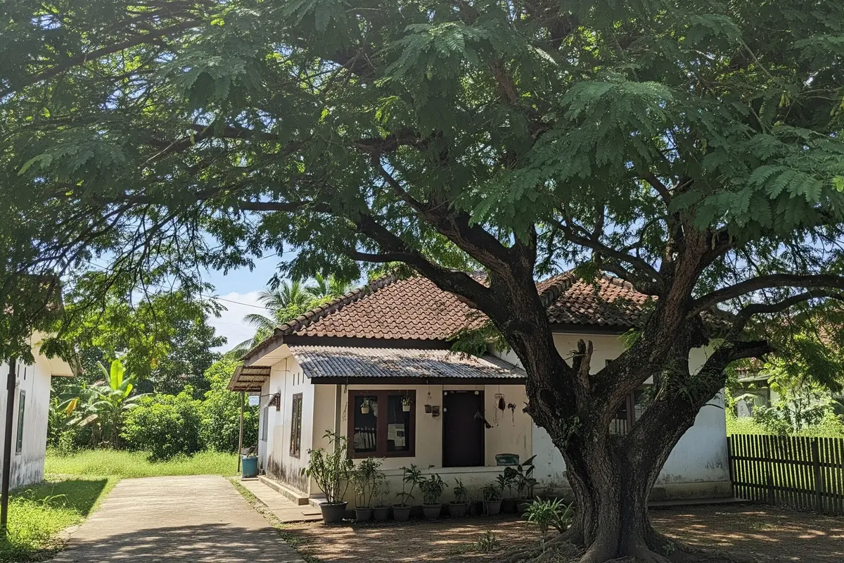 Pohon Asam Jawa