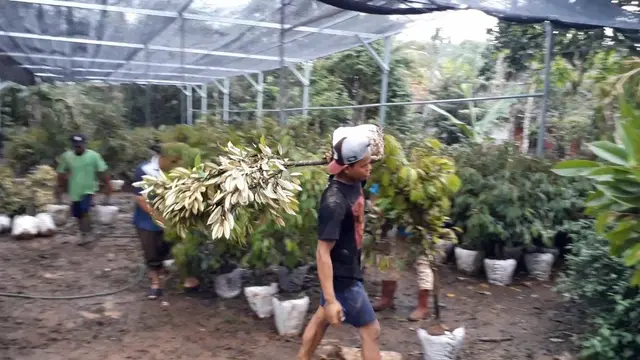 Sebanyak 10 ribu bibit durian unggul keluar dari Alasmalang per hari pada awal musim penghujan, kisaran November-Desember hingga awal tahun 2019. (Foto: Liputan6.com/Muhamad Ridlo)