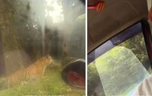 Viral Mobil Pengunjung Taman Safari Mogok di Kandang Harimau, Warganet Ikut Deg-Degan
