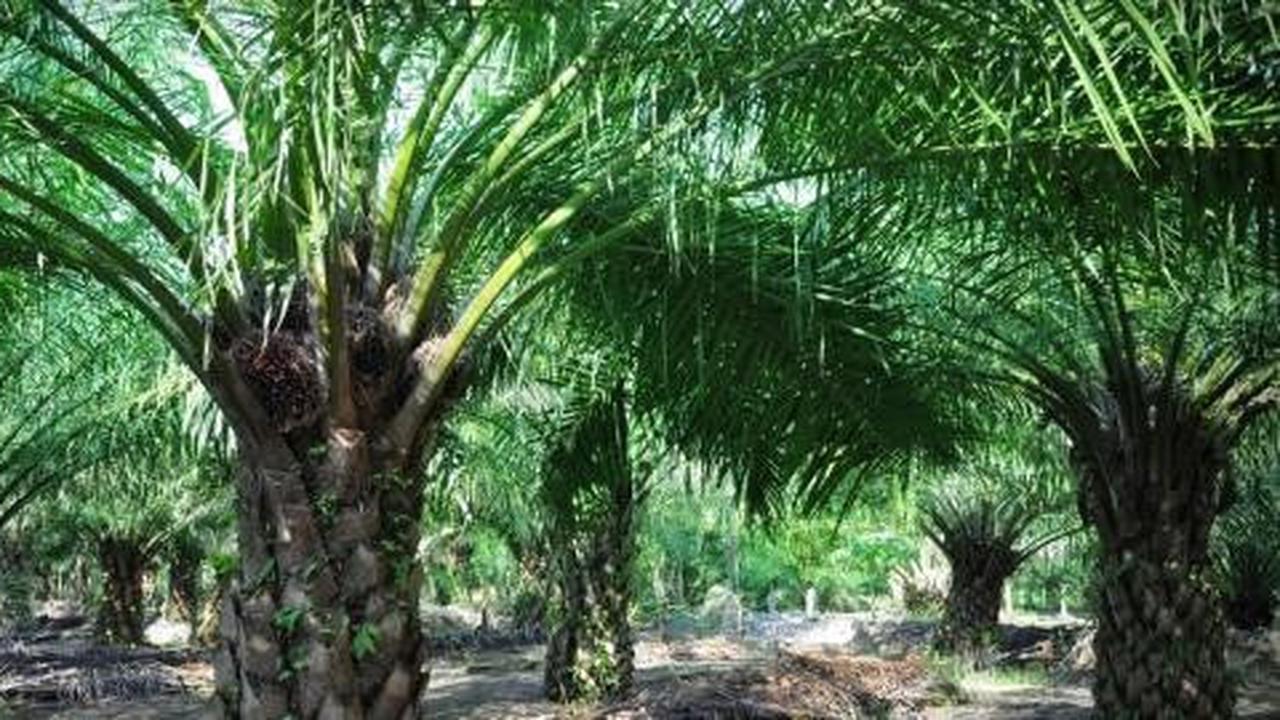 London Sumatera bagi keuntungan Rp 100 per lembar saham