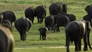 Dalam foto yang diambil pada 30 Juli 2018, seekor bayi gajah Sri Lanka berjalan dengan kawanannya di taman nasional Kaudulla, Habarana. Gajah sri lanka adalah salah satu dari tiga subspesies gajah asia. (AFP PHOTO/ISHARA S. KODIKARA)