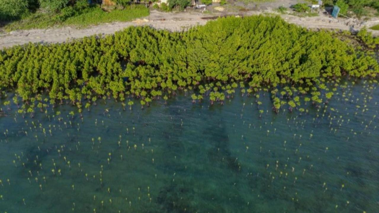 WALHI Sebut Pembukaan Tambak Baru di Pantura Bakal Membabat Mangrove dan Akibatkan Abrasi di Jateng
