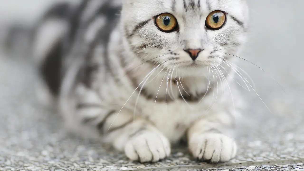 Kucing