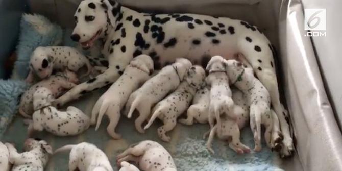 Anjing Dalmatian Melahirkan 18 Ekor Anak