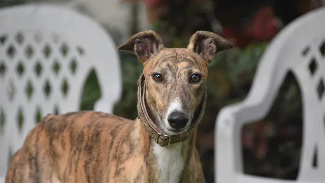 Greyhound