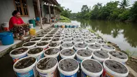 8 Ternak Hewan Mini di Ember untuk IRT yang Rumahnya Dekat Sungai