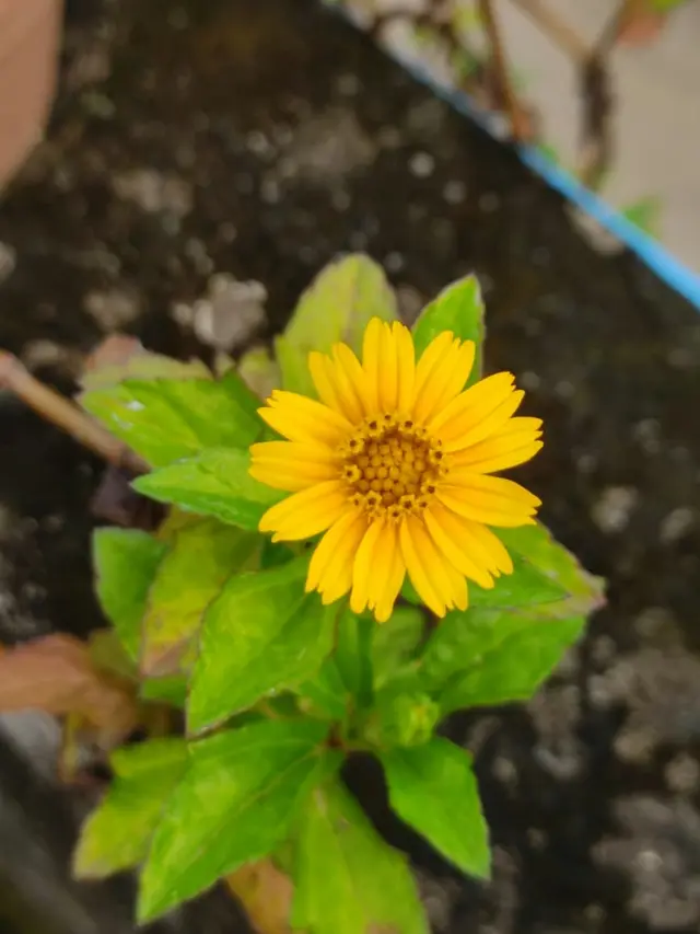 Tickseed, Bunga Tahan Lama yang Kaya Nektar