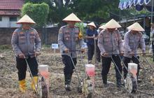 Polres Lamsel Ubah Lahan Tidur Jadi Areal Pertanian Produktif, Dukung Ketahanan Pangan Nasional