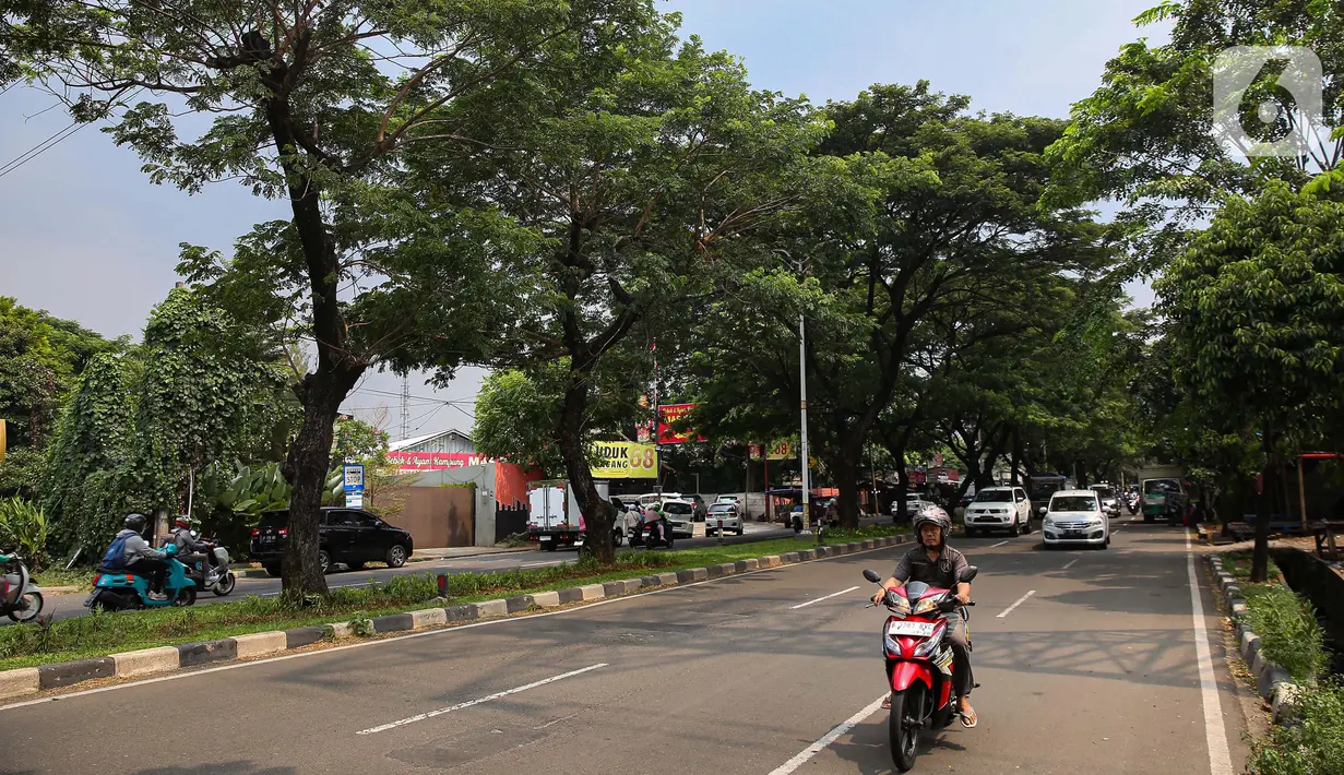 Untuk diketahui bahwa pemeliharaan, perawatan, dan perlindungan pohon merupakan kewajiban Pemprov DKI Jakarta sesuai Peraturan Gubernur (Pergub) Nomor 24 Tahun 2021. (Liputan6.com/Angga Yuniar)