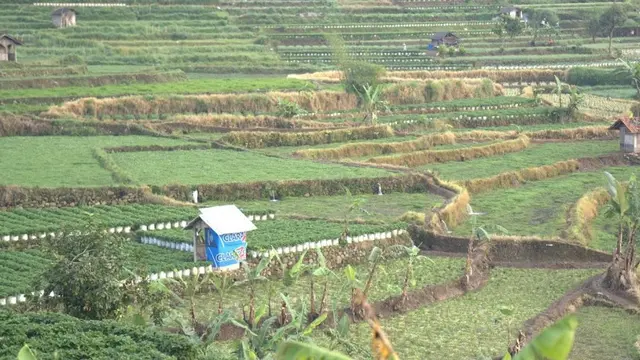 Lahan Pertanian