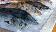Cara Memilih Ikan Segar yang Ada Telurnya, Kenali Ciri-cirinya Sebelum Membeli