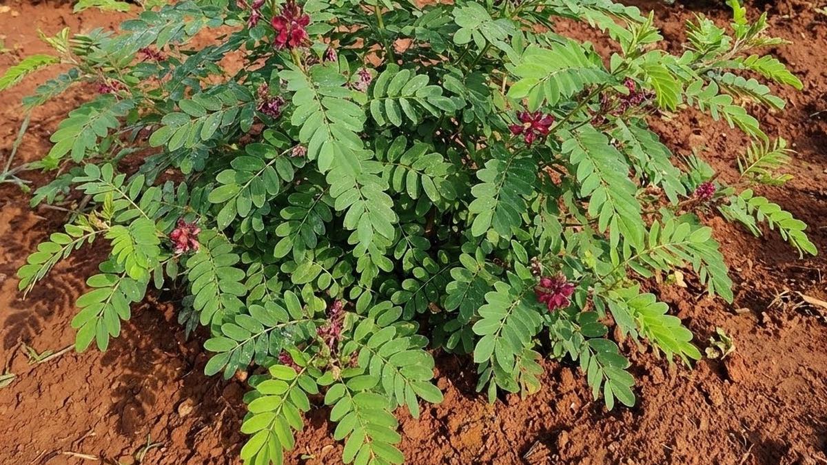 Cara Budidaya Tanaman Indigofera untuk Pakan Ternak, Berkualitas dan Hemat Biaya