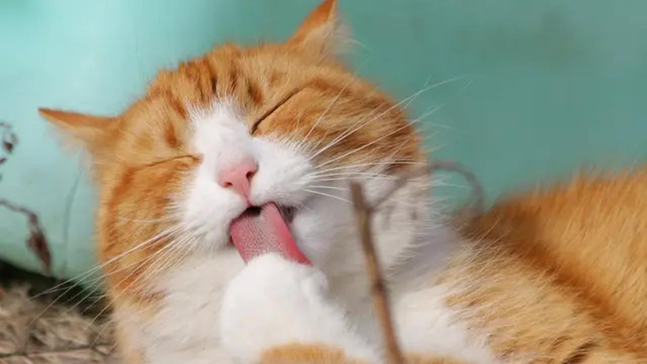 9 Tanda Kucing Rabies, Ketahui Diagnosis hingga Pencegahannya