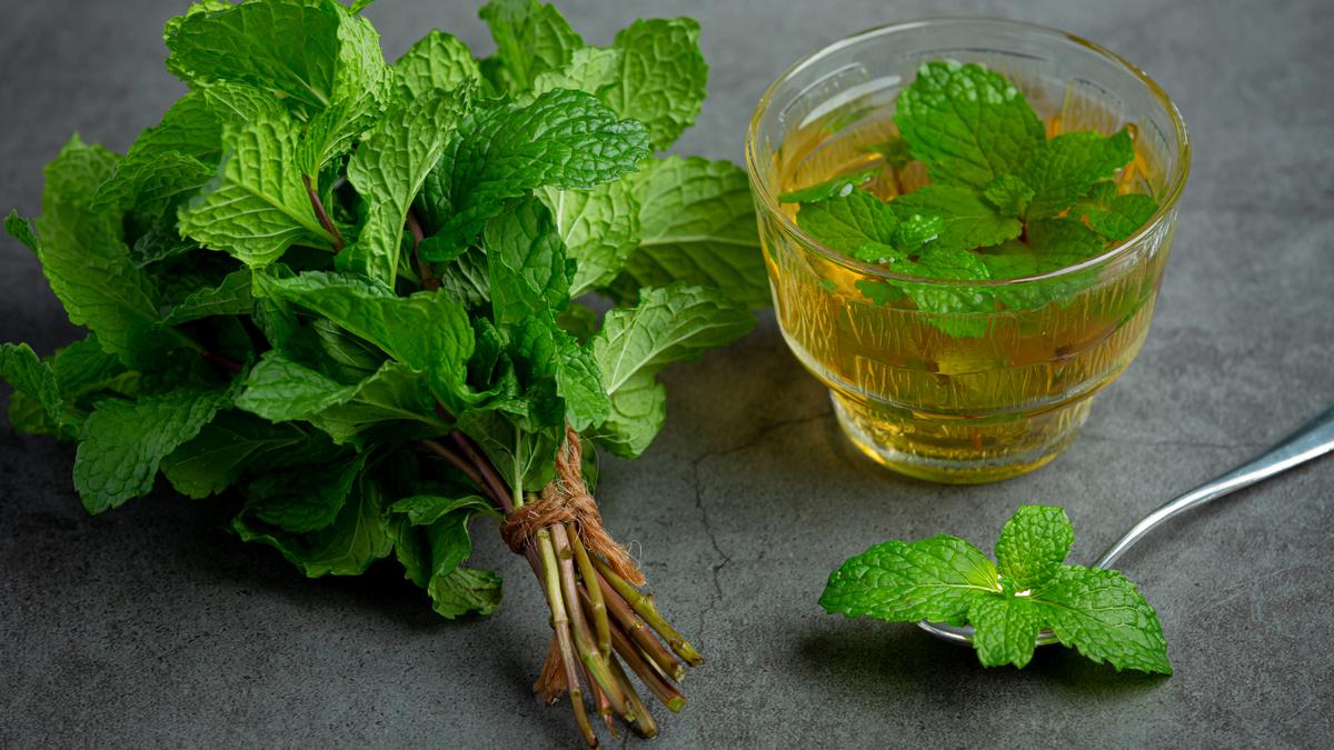 Manfaat Peppermint, Bantu Redakan Hidung Tersumbat hingga Sakit Kepala