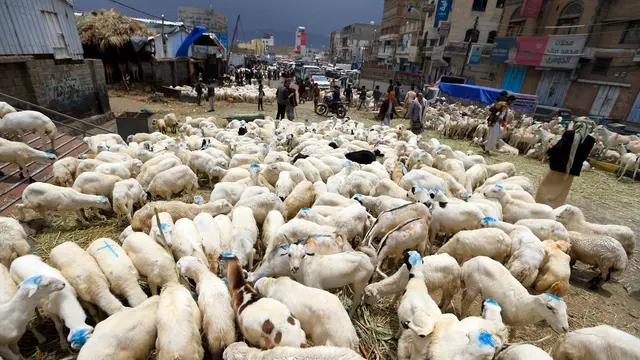 Pasar Hewan di Yaman