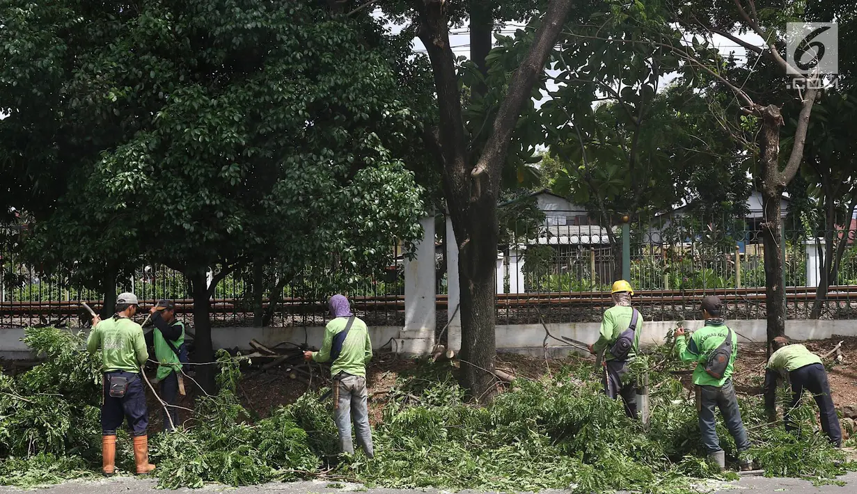 Suasana saat petugas memangkas dahan pohon yang rimbun di sepanjang Jalan Lenteng Agung Raya, Jakarta Selatan, Rabu (2/1). Pemangkasan dilakukan guna mencegah pohon tumbang akibat musim hujan dan angin kencang. (Liputan6.com/Immanuel Antonius)