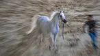 Seekor kuda Arab berwarna putih diarak untuk menunjukkan kelincahnnya dalam kontes Kecantikan Kuda Arab di desa Abusir, sekitar 20 km barat daya ibu kota Mesir, Kairo, 5 Oktober 2019. Kontes tersebut memperebutkan gelar kuda arab terindah. (Photo by Khaled DESOUKI / AFP)