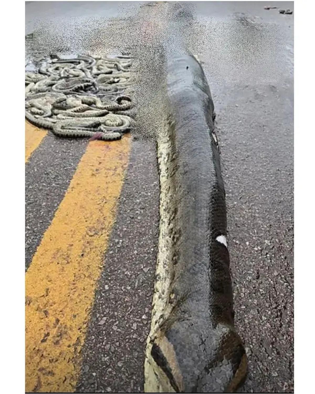 Tragedi Anaconda Hamil Mati Terlindas, 40 Bayinya yang Belum Lahir Tersebar di Jalan