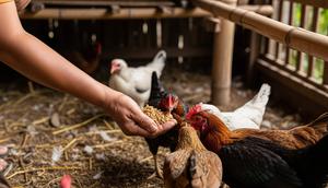 Cara Mengolah Limbah Rumah Tangga Jadi Pakan Ayam. Foto: Gemini