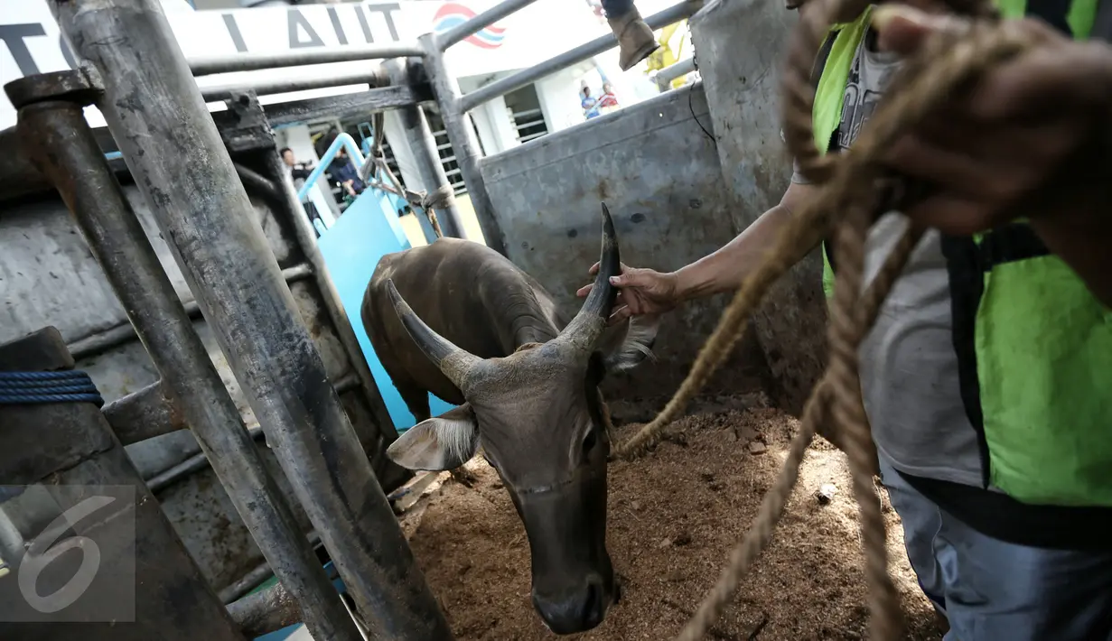 Petugas melakukan bongkar muat sapi yang baru tiba di Pelabuhan Tanjung Priok, Jakarta, Selasa (9/2). Pemerintah mendatangkan 500 ekor sapi agar bisa menekan harga daging di pasaran hingga kisaran Rp 85.000-Rp 90.000 per kg. (Liputan6.com/Faizal Fanani)