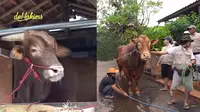 Momen sapi kurban jumbo Irfan Hakim (Wariso) dan ibunya (Golden) bertemu. (YouTube deHakims channel)