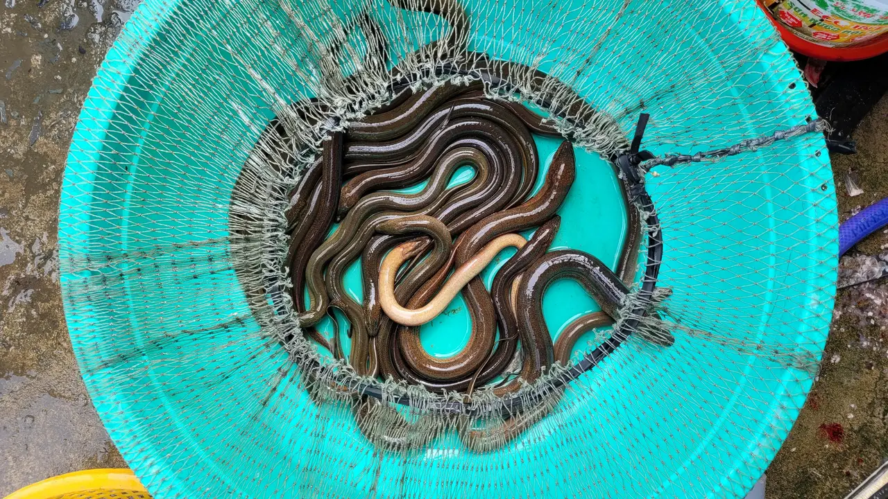 Ilustrasi Belut