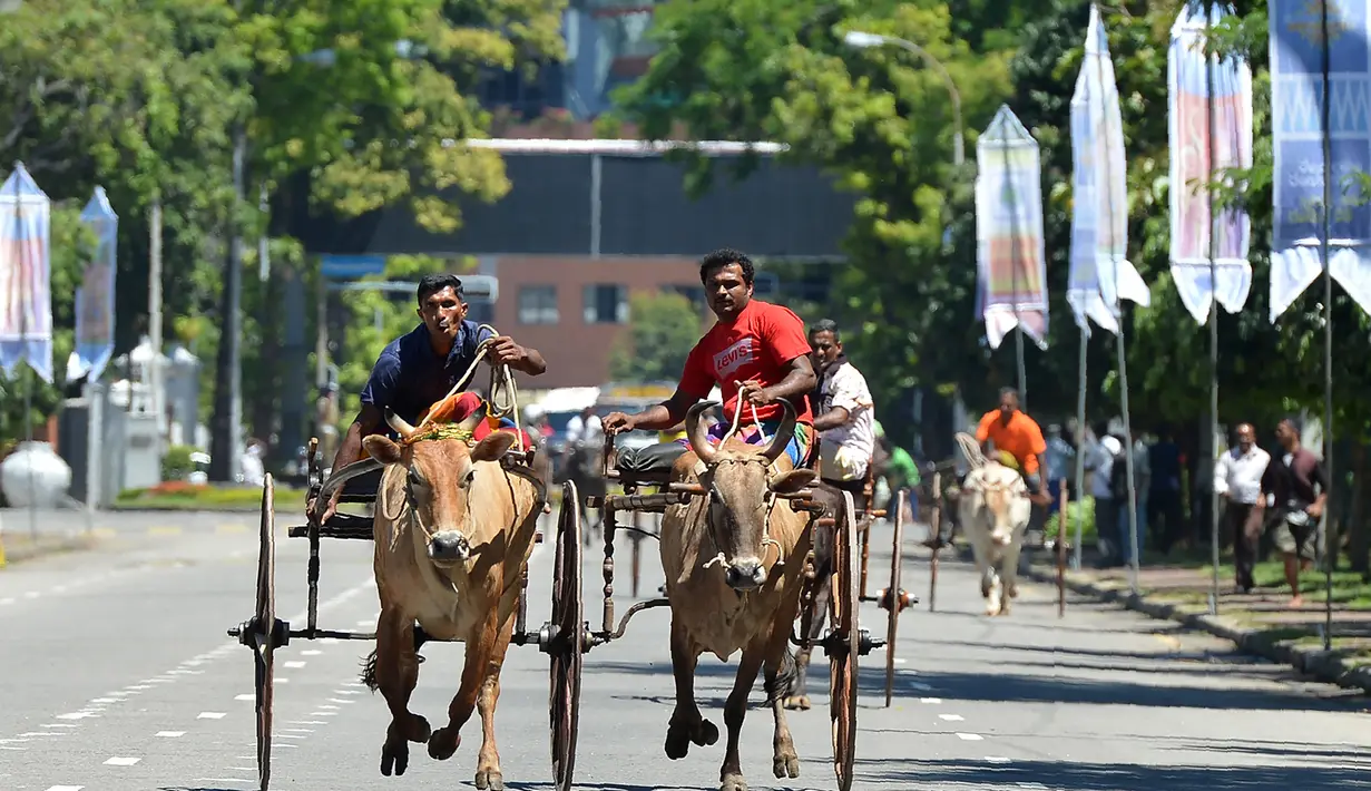 Dua peserta berusaha mengendalikan hewan ternaknya saat mengikuti perlombaan balap kereta sapi selama festival tradisional menjelang perayaan Tahun Baru Hindu, Sinhala dan Tamil di Kolombo, Sri Lanka, Minggu (1/4). (LAKRUWAN WANNIARACHCHI/AFP)