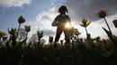 Seorang wanita memetik bunga tulip di ladang tulip "Tulipani Italiani", yang ditanam oleh pasangan Belanda di Arese, Milan, Italia (15/4/2021). Lahan berisikan bunga tulip ini merupakan tempat penanaman pertama di Italia. Taman bunga tulip ini dibuka pada tanggal 28 Maret. (AP/Antonio Calanni)